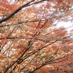 Mi Hogar lejos de Casa