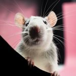 Mi Hogar lejos de Casa